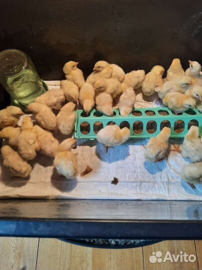 Яйцо и цыплята бройлера Кобб 500