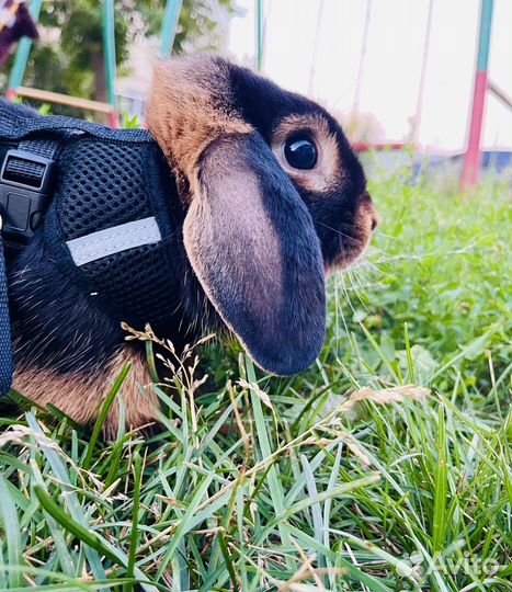 Кролик рекс