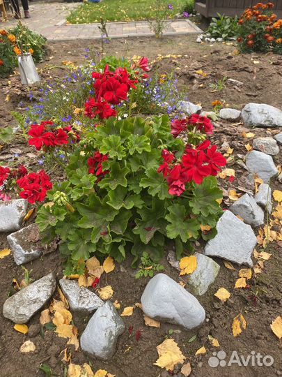 Пеларгония герань