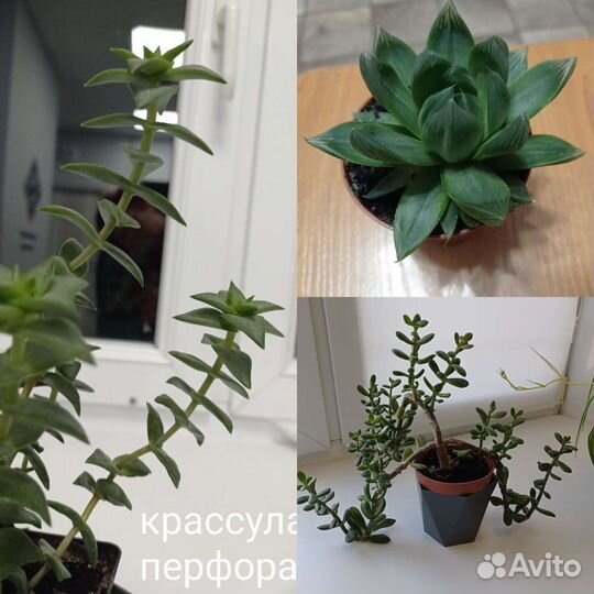 Суккуленты, хавортия, крассула, денежное дерево
