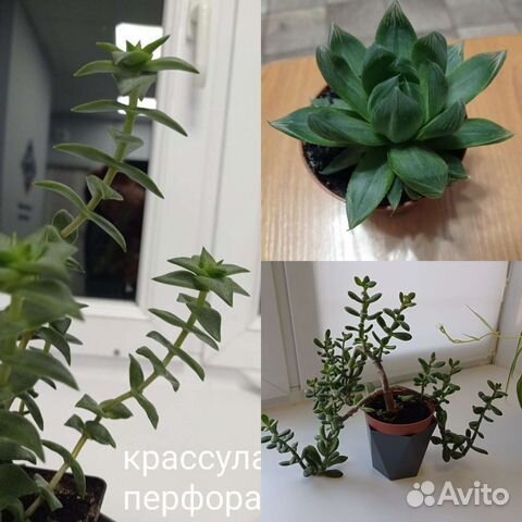 Суккуленты, хавортия, крассула, денежное дерево