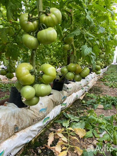 Семена Помидор