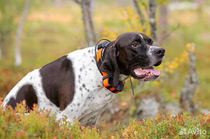 Электронный ошейник для собак