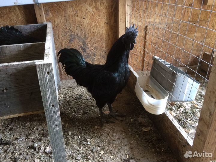 Инкубационное яйцо элитных пород кур