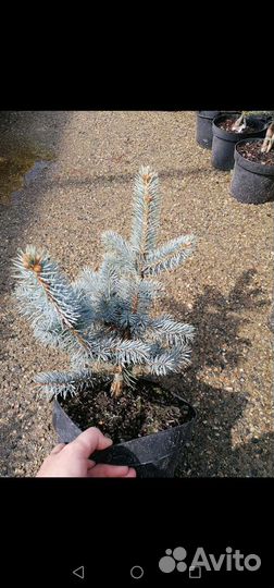 Ель Baby Blue Eyes(бейби блю айз) в с5л