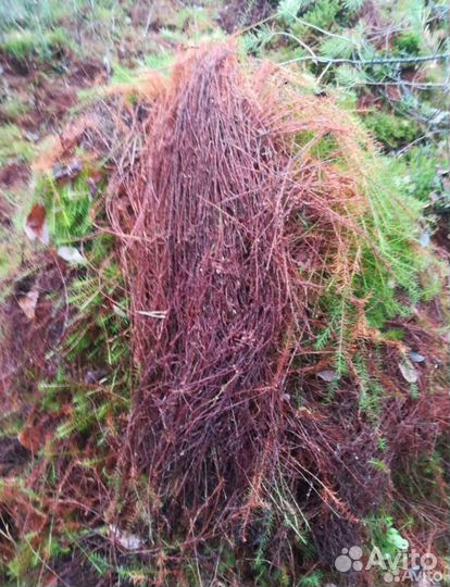 Кукушкин лён Мох