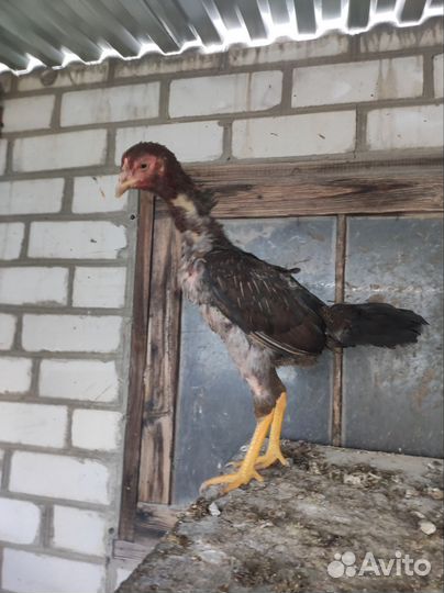 Бойцовые куры