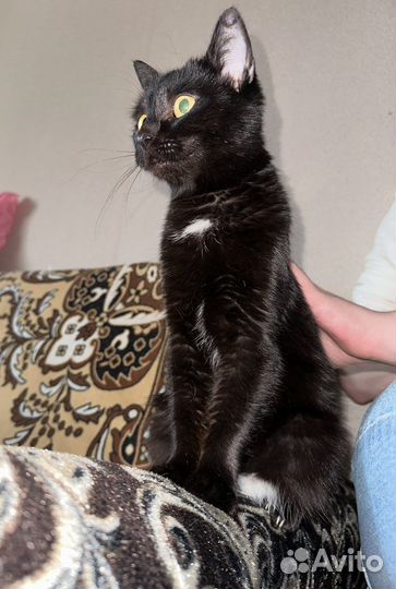 Кошка
