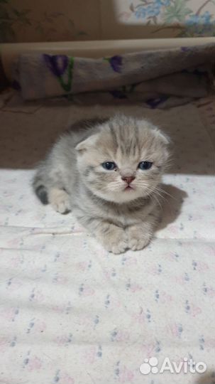 Шотландская