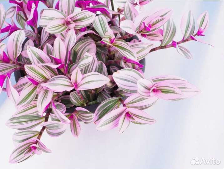 Традесканция нанук, Пинк хилл, белая