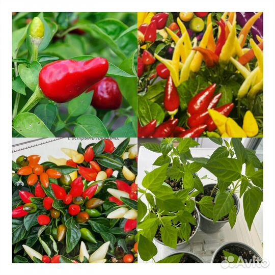 Перец комнатный острый