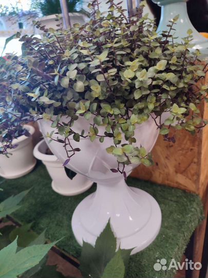 Каллизия в кашпо