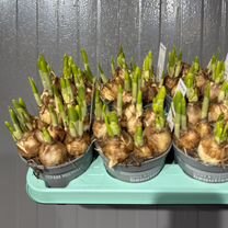 Луковичные Нарциссы