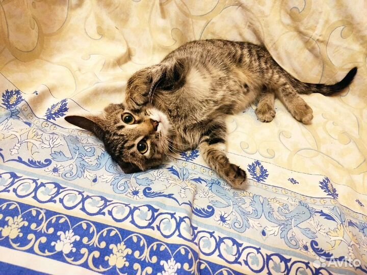 Котенок в добрые руки