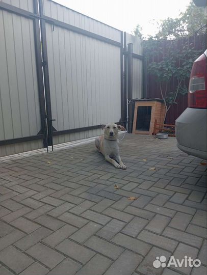 Собака в добрые руки отдам бесплатно