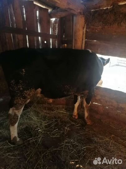 Бычки годовалые(продажа;обмен на авто)