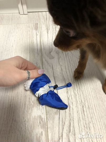 Одежда для собак