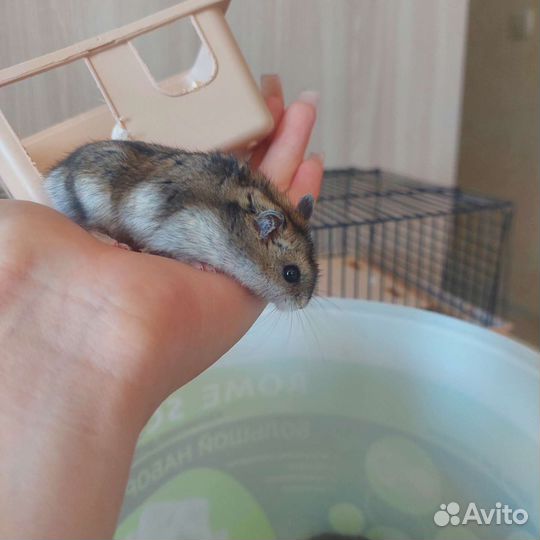 Джунгарский хомяк