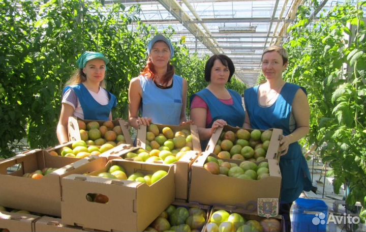 Вахта в Москве- Уборщик / Упаковщик томатов