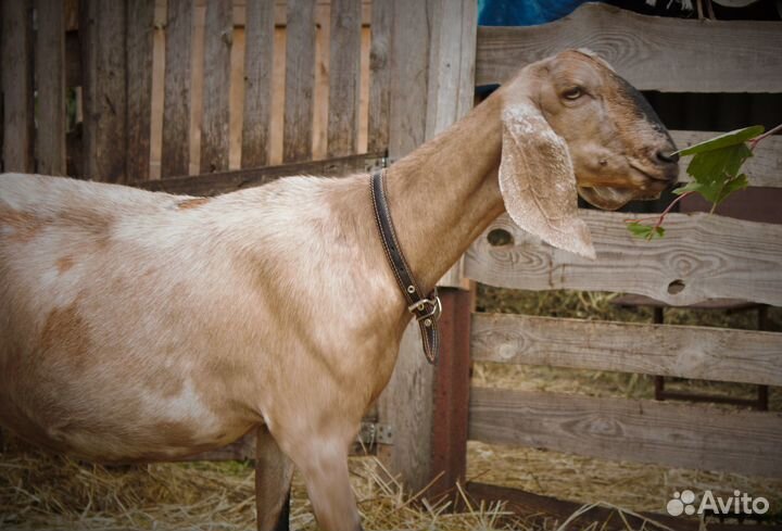 Англо -нубийская коза 100