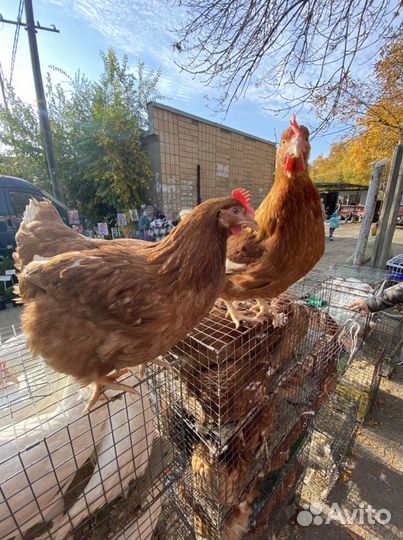 Куры несушки