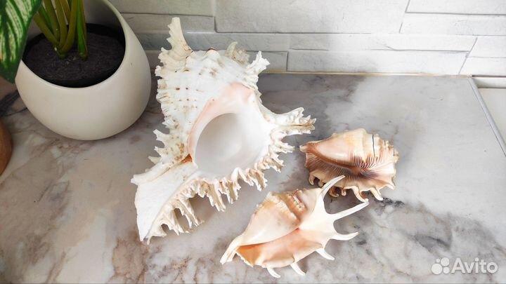 Набор ракушек