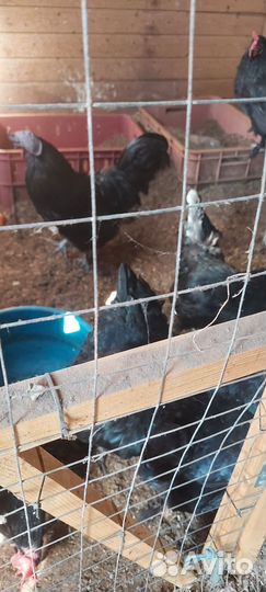 Куры бройлеры живым весом