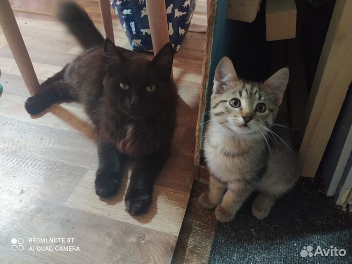 Котята в добрые руки