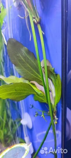 Аквариумное растение - Эхинодорус Малый медведь