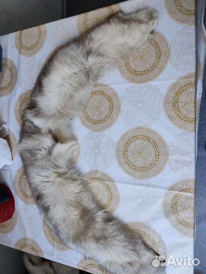 Воротник из песца