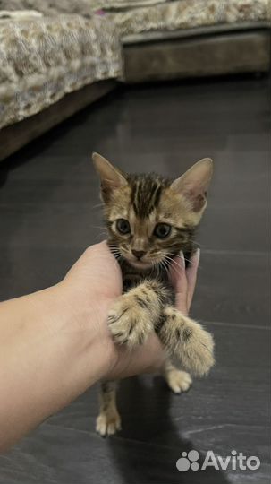 Бенгальские котята