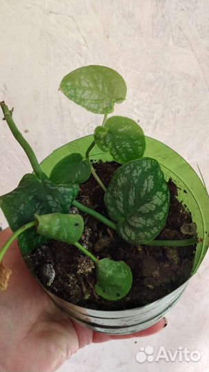 Филодендрон сильвер квин