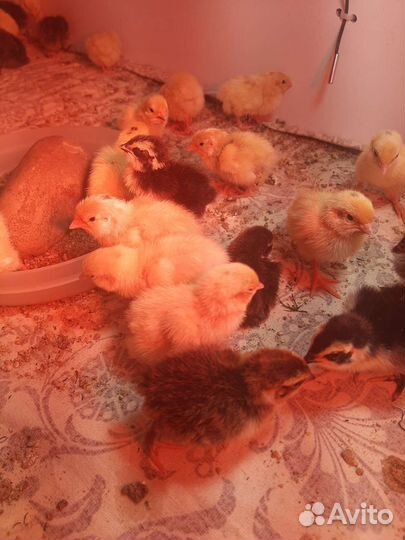 Цыпленок перепела