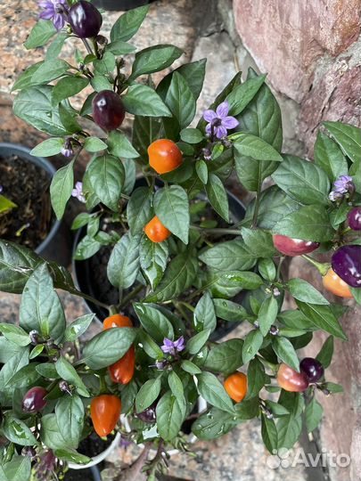 Острый перчик на подоконнике