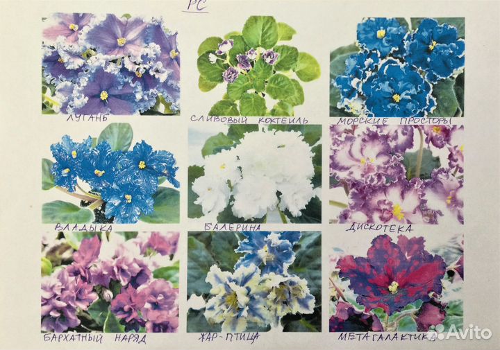 Сортовые фиалки селекц-ров (рс,рм,Н,нд)