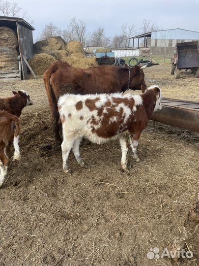 Продаются телята телки