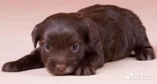 Шоколадные йорки