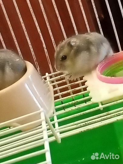 Продам хомячков