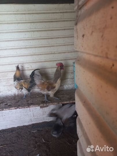 Молодые петухи