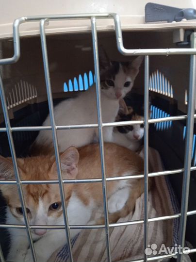 Котята в добрые руки