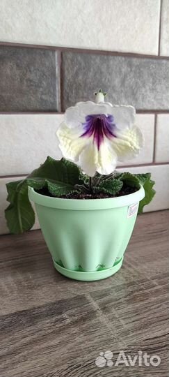 Стрептокарпус