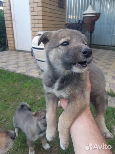 Лайка охотничья