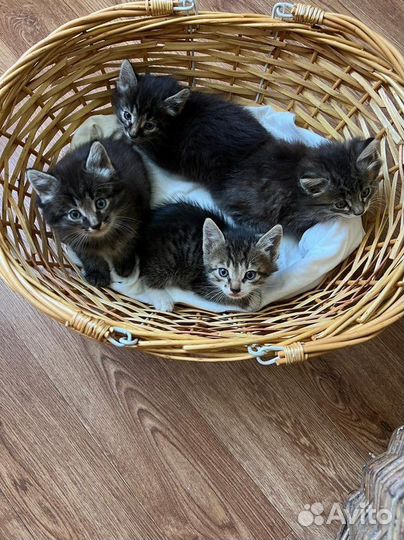 Отдам котят в добрые руки