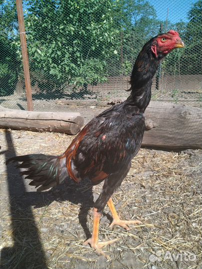 Бойцовые цыплята