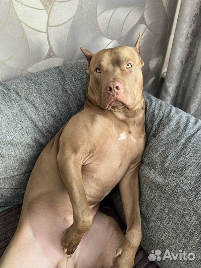 Питбуль Red Nose вязка, кобель 2,5 года