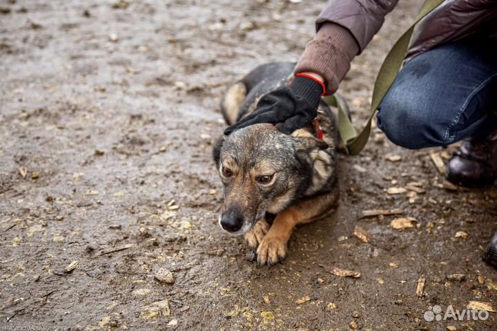 Самая маленькая собака приюта