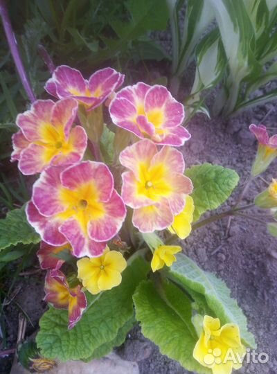 Хоста и примулы