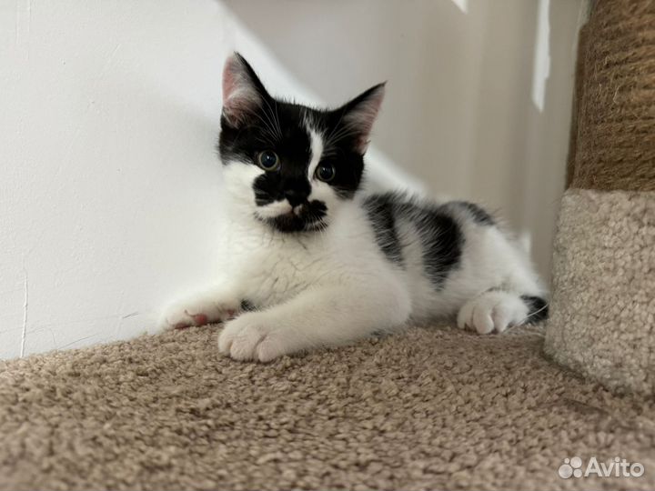 Котенок мальчик в добрые руки