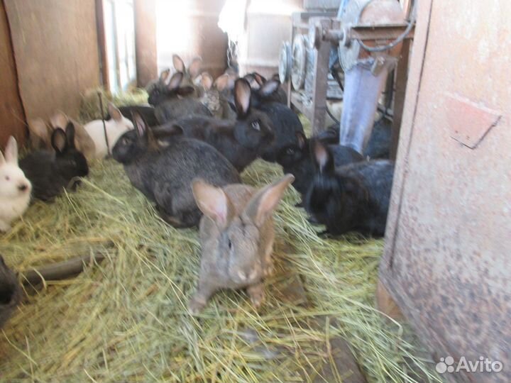 Кролики мясных пород