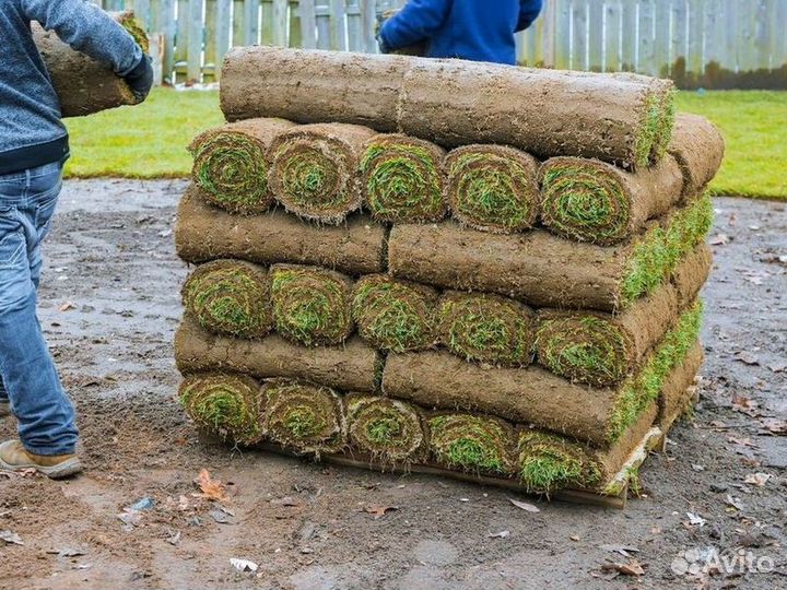 Укладка рулонного газона